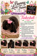Holland Lop