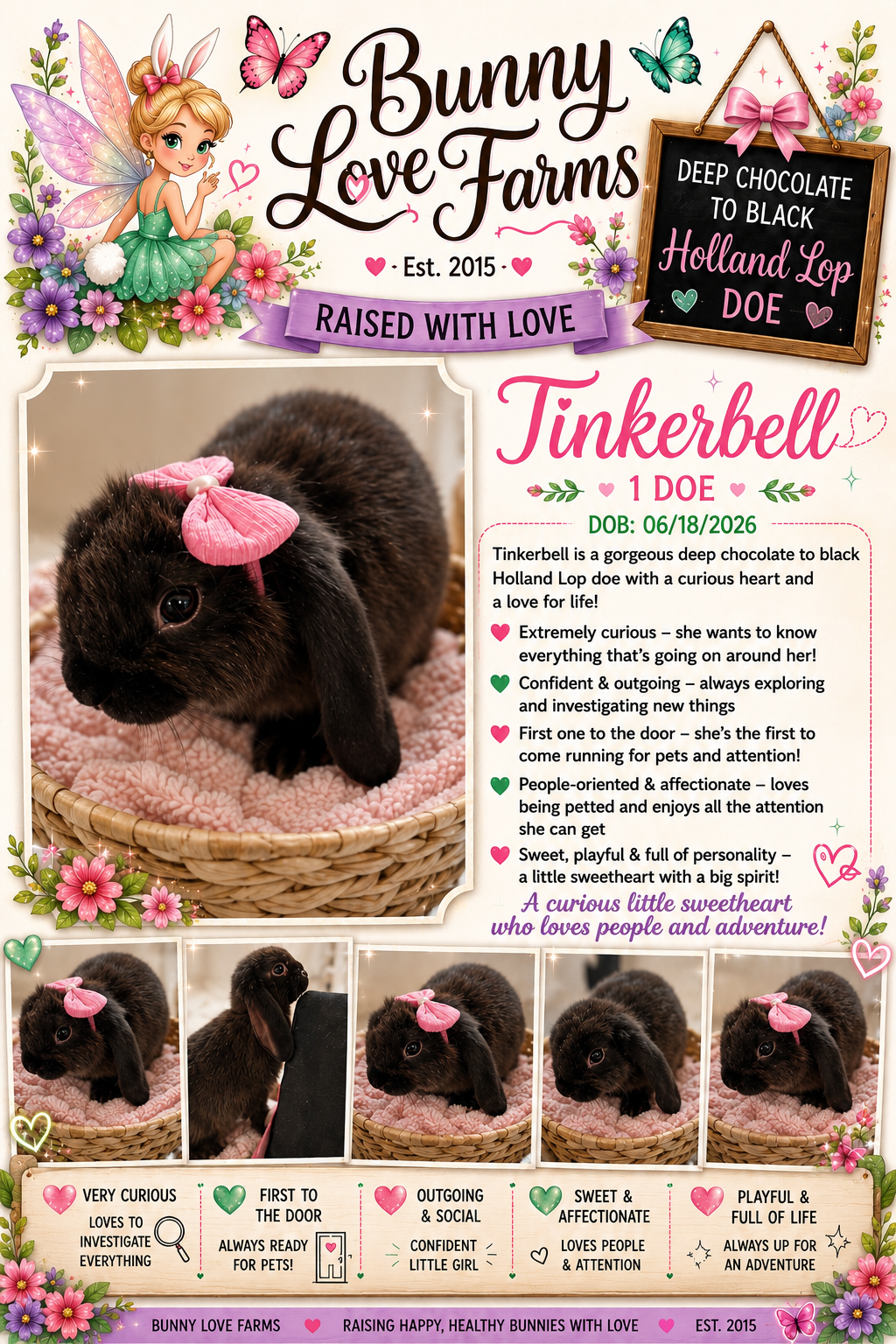 Holland Lop