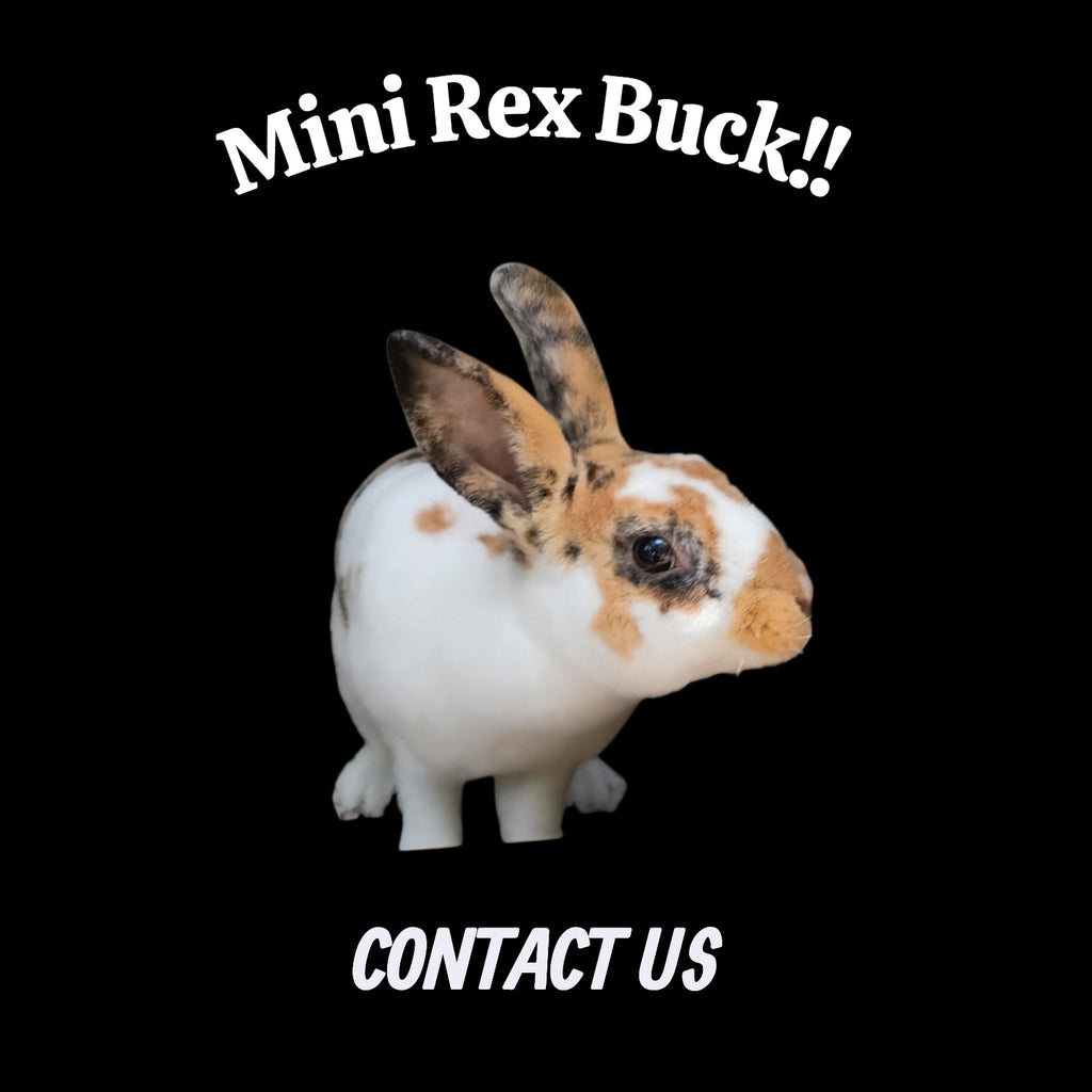 Hypoallergenic Bunny